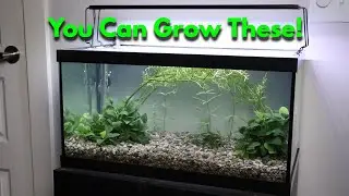 Cheap Substrate & Plants for a Filterless Planted Tank.