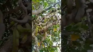 Carob pre-season