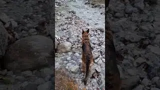 Schäferhund macht Urlaub auf einem Berg in Österreich