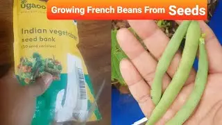 Ugaoo French Beans Growing From Seeds|| Ugaoo review 4/50 from combo pack 