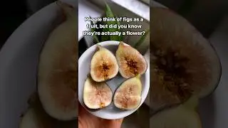 Are figs good for you?