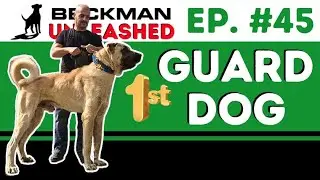 How to train your dog to guard you & your home.  Major change coming to the Podcast!