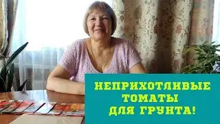 НЕПРИХОТЛИВЫЕ ТОМАТЫ ДЛЯ ГРУНТА!