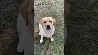 one month Vs 1 year Labrador transformation 