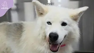 Transforming This Beautiful Rescued Husky Before His Adoption Day