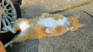 Try Not To Laugh 🤣 New Funny Cats Video 2024😹