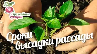Сроки высадки рассады. Весенние заморозки. Урожайные грядки.