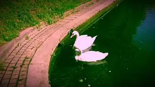 Лебеди в парке « Патриаршие Пруды»