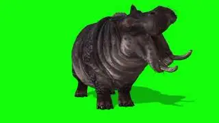 Rhinoceros   green screen  running  rhino Animal free 4 effect video