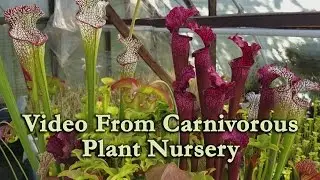 Carnivorous Plant Nursery - Venus Fly Traps, Sundews, and Pitcher Plants - An Insects Nightmare