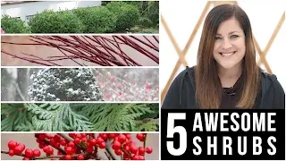 5 Awesome Shrubs for Winter Interest // Garden Answer