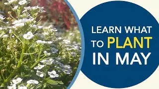 Gardening tips: What to plant in May