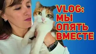 VLOG: У кошки Шок! Закупка! Такого еще не было. Опять к рутине