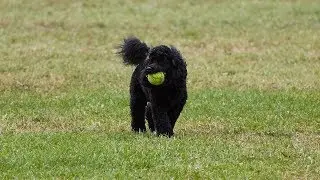 Soloshot3: Toby at the dog park