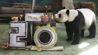 Taiwans ältester Panda feiert Geburtstag