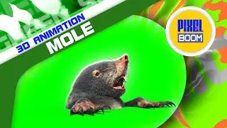 Green Screen Mole Small Mammal 3D Animation PixelBoom