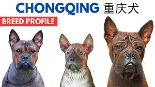 Chongqing Dog Breed Profile History - Price - Traits - Chongqing Dog Grooming Needs - Lifespan