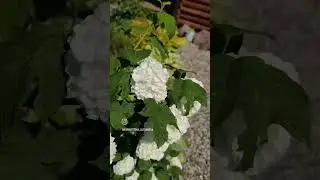 Цветение калины Бульдонеж.