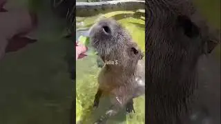 Это самое доброе животное в мире 