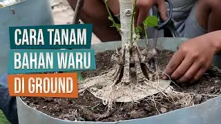 Turun Cangkok Langsung Pecah Batang: Cara Tanam Bahan Waru Di Ground Bersama Bang Emonn Bonsai