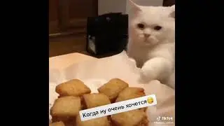 КОШКА КРАДЕТ ПЕЧЕНЬКИ