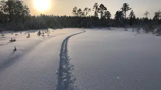 Охота на куропаток в зимнем лесу. Лыжи Поскрякова в деле.