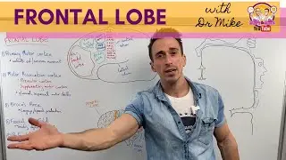 Frontal Lobe | Cerebral Cortex