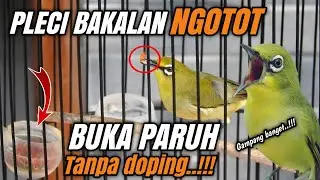 Tips JITU❗AGAR PLECI BAKALAN CEPAT GACOR BUKA PARUH‼️