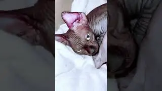 Бедная лысая кошка заболела очень