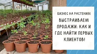 БИЗНЕС НА РАСТЕНИЯХ! ИЩЕМ КЛИЕНТОВ И НАЧИНАЕМ ПРОДАЖИ!