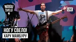 Ногу Свело! - Хару Мамбуру (Live)