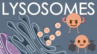 What are lysosomes?