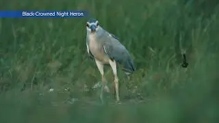 Wildlife - Black- Crowned Night Heron Slow-motion Video