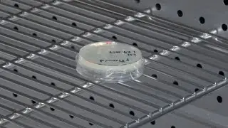 Streaking for Single Colonies Lab Tip #2: Keep Your Plate Dry