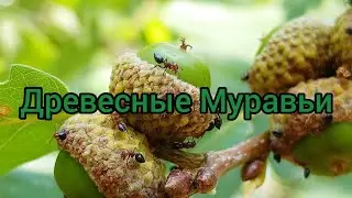 Древесные Муравьи которые умеют брызгать кислотой