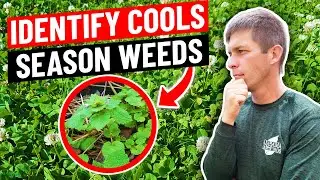 Identifying Weeds in the Lawn - Cool Season Winter and Spring Weeds