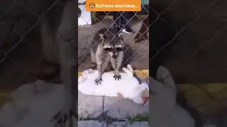 😺 Енот Хочет Подружиться с Котиком  