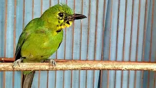 Nyerecet Beset Ngekek Cucak ijo Trotol gacor - Ampuh untuk Pancingan Cucak ijo Bahan Muda Hutan