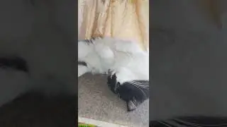 Кот Кузя спит на кухне вверх лапками чтобы шубка стала как пух 