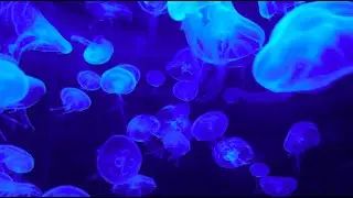 Deep Sea Music 🎵 Study and focus | Yoga Music | Work Time | Calming Meditation | Peace