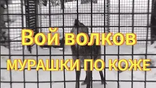 Вой волков. Новосибирский зоопарк волки. Голос волка. Звук волка. Волк воет.