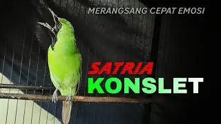 🔴 SATRIA KONSLET !! CUCAK IJO GACOR DI AREA GANTANGAN BAGUS UNTUK MERANGSANG EMOSI