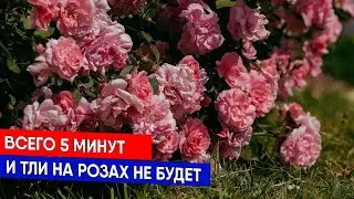 Всего 5 минут, и тли на розах не будет