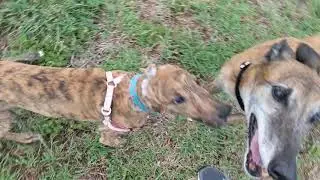 Pippa and Honey having some Zoomies at the park