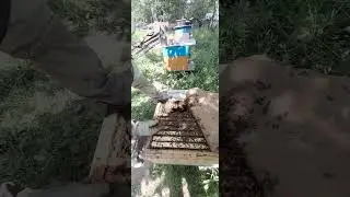 Так выглядит приём матки #bee