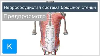 Нейрососудистая система брюшной стенки (предпросмотр) - Анатомия человека | Kenhub