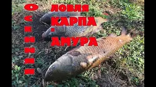 Рыбалка на Кубани. Осенняя ловля карпа и амура. /// Рыбалка на кубани 2021 /// Выпуск № 14