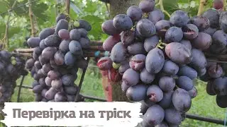 Великий огляд раннiх - середнiх сортiв та г.ф. винограду пiсля зливи.