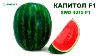 АРБУЗ КАПИТОЛ F1 - РАННИЙ, КРУПНЫЙ, СЛАДКИЙ, УРОЖАЙНЫЙ АРБУЗ