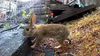 Protecting your Vegetable Garden from Wild Rabbits